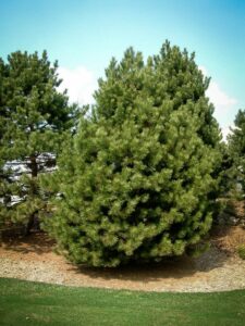 Сосна Чёрная (Pinus Nigra) купить по цене от 270.00р. в интернет-магазине «Посадика» с доставкой почтой в в Гулькевичие и по всей России – [изображение №1].