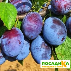 Слива Чачакская ранняя купить по цене от 229.00р. в интернет-магазине «Посадика» с доставкой почтой в в Гулькевичие и по всей России – [изображение №1].