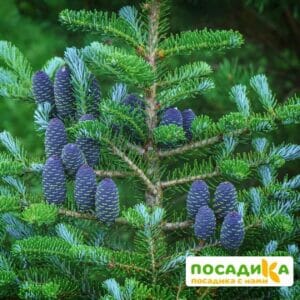 Пихта корейская (Abies koreana) купить по цене от 450.00р. в интернет-магазине «Посадика» с доставкой почтой в в Гулькевичие и по всей России – [изображение №1].