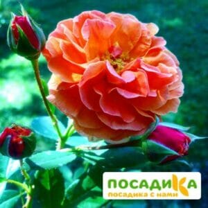 Роза Арабия купить по цене от 350.00р. в интернет-магазине «Посадика» с доставкой почтой в в Гулькевичие и по всей России – [изображение №1].