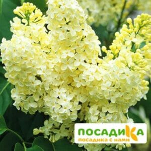 Сирень Примроуз (Primrose) купить по цене от 529.00р. в интернет-магазине «Посадика» с доставкой почтой в в Гулькевичие и по всей России – [изображение №1].