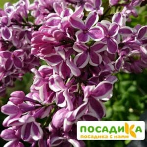 Сирень Сенсация купить по цене от 529.00р. в интернет-магазине «Посадика» с доставкой почтой в в Гулькевичие и по всей России – [изображение №1].