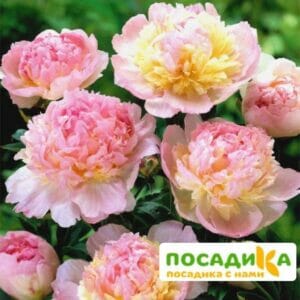 Пион Распберри Сандей (Paeonia Raspberry Sundae) купить по цене от 959р. в интернет-магазине «Посадика» с доставкой почтой в в Гулькевичие и по всей России – [изображение №1].