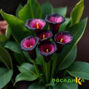 Калла Аура Лейс купить по цене от 400р. в интернет-магазине «Посадика» с доставкой почтой в в Гулькевичие и по всей России – [изображение №1].