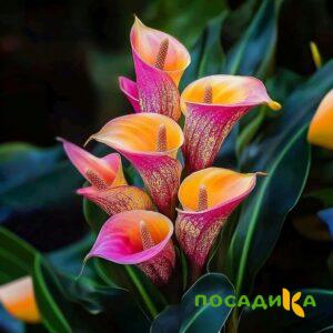 Калла Оникс купить по цене от 450р. в интернет-магазине «Посадика» с доставкой почтой в в Гулькевичие и по всей России – [изображение №1].