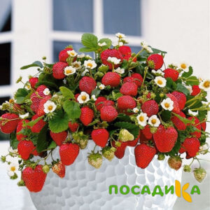 Клубника Рубиновый Шепот (горшечная) купить по цене от 240р. в интернет-магазине «Посадика» с доставкой почтой в в Гулькевичие и по всей России – [изображение №1].