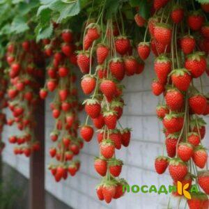 Клубника вьющаяся Комплимент купить по цене от 470р. в интернет-магазине «Посадика» с доставкой почтой в в Гулькевичие и по всей России – [изображение №1].