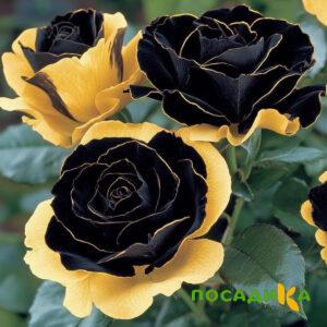 Роза Ханни Сикл купить по цене от 700р. в интернет-магазине «Посадика» с доставкой почтой в в Гулькевичие и по всей России – [изображение №1].