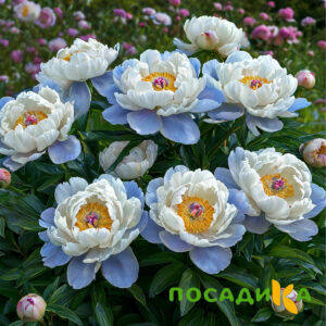 Пион акварельный Этюд купить по цене от 806р. в интернет-магазине «Посадика» с доставкой почтой в в Гулькевичие и по всей России – [изображение №1].