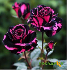 Роза Багровый Шепот купить по цене от 366р. в интернет-магазине «Посадика» с доставкой почтой в в Гулькевичие и по всей России – [изображение №1].