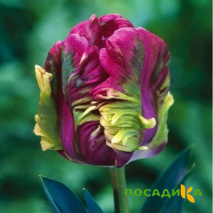 Тюльпан Экзотик Хэвен купить по цене от 186р. в интернет-магазине «Посадика» с доставкой почтой в в Гулькевичие и по всей России – [изображение №1].