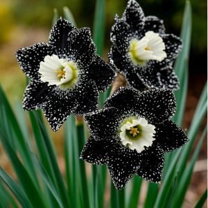 Нарцисс Кассата купить по цене от 372р. в интернет-магазине «Посадика» с доставкой почтой в в Гулькевичие и по всей России – [изображение №1].